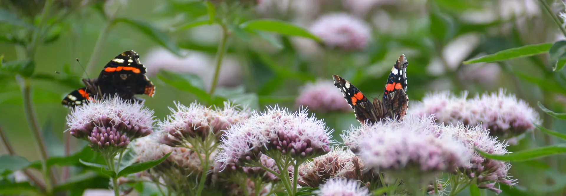 Gift Vouchers Banner